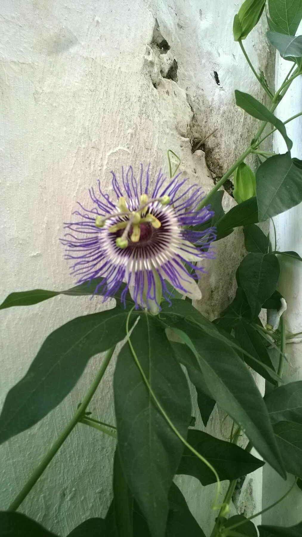 Old Kalamaki Pansiyon Kalkan Kültér fotó